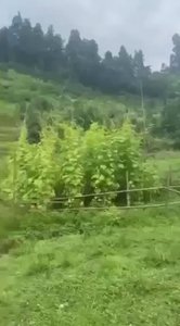 Н/с участок в Цихидзири, Батуми